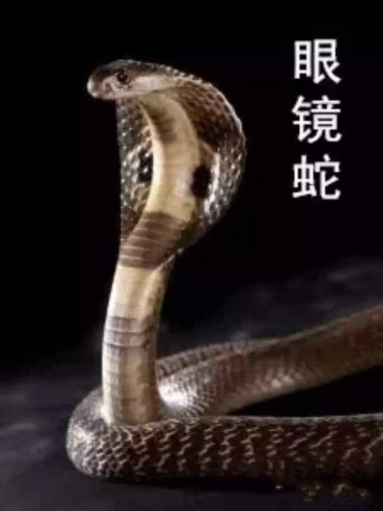 啥叫生活方式_蕲蛇生活方式_蕲蛇酒的功效