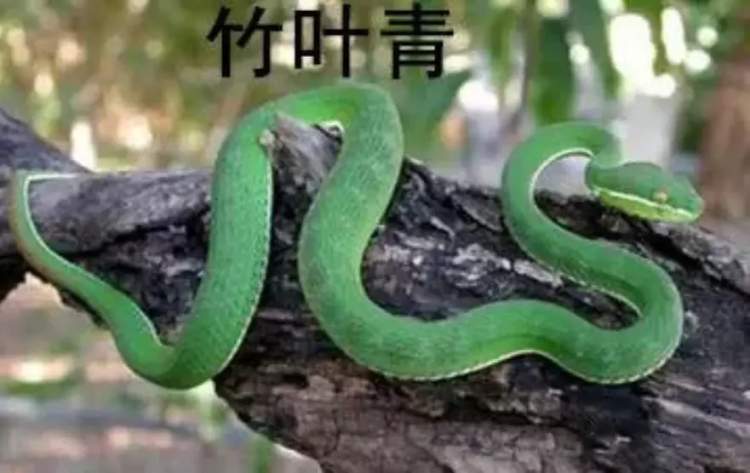 蕲蛇酒的功效_啥叫生活方式_蕲蛇生活方式